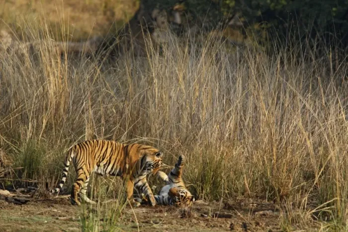 Framed Print : Royal Bengal Tigers playing, Ranthambhor National Park, India Framed Print : Royal Bengal Tigers playing, Ranthambhor National Park, India