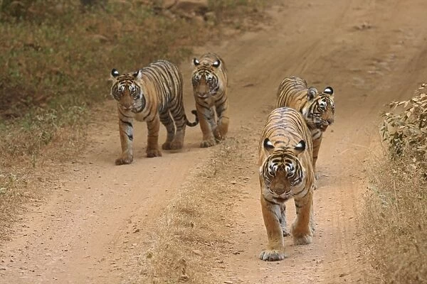 Royal Bengal Tigers on the track, Ranthambhor National Park, India