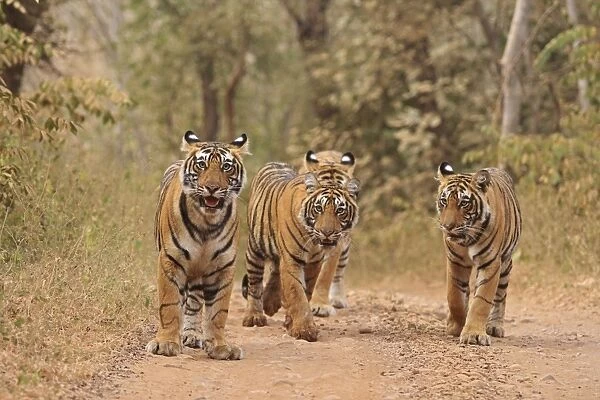 Royal Bengal Tigers on the track, Ranthambhor National Park, India