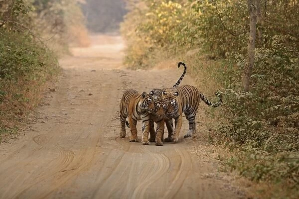 Royal Bengal Tigers on the track Ranthambhor National Park, India