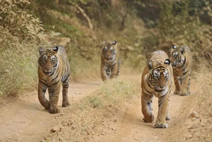 Framed Print : Royal Bengal Tigers on the track, Ranthambhor National Park, India Framed Print : Royal Bengal Tigers on the track, Ranthambhor National Park, India