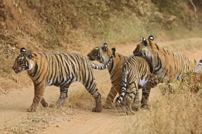 Framed Print : Royal Bengal Tigers on the track, Ranthambhor National Park, India Framed Print : Royal Bengal Tigers on the track, Ranthambhor National Park, India
