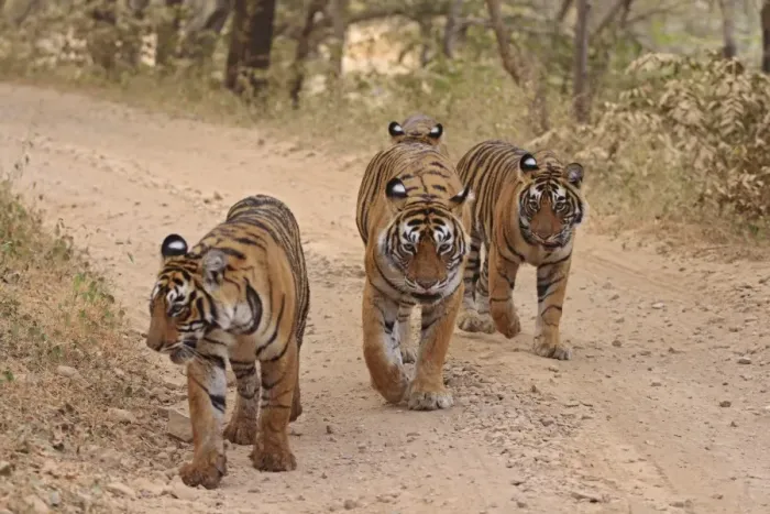Framed Print : Royal Bengal Tigers on the track, Ranthambhor National Park, India Framed Print : Royal Bengal Tigers on the track, Ranthambhor National Park, India