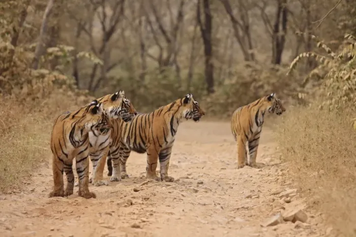 Framed Print : Royal Bengal Tigers on the track, Ranthambhor National Park, India Framed Print : Royal Bengal Tigers on the track, Ranthambhor National Park, India