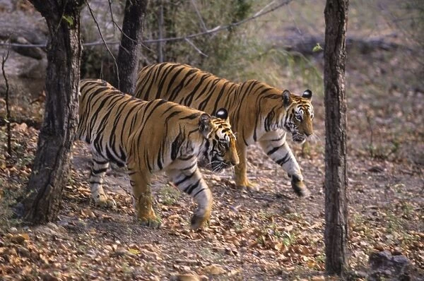 Royal Bengal Tigers - out for a walk. Bandhavgarh National Park, India
