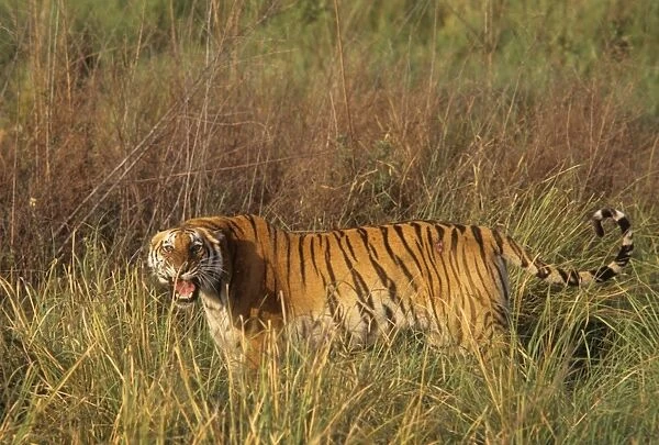 Royal Bengal Tigress - roaring, probably injured in a fight with a male Tiger to save her only cub