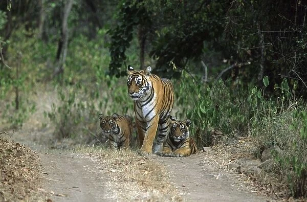 Royal Bengal Tigress with young ones, Ranthambhor National Park, India