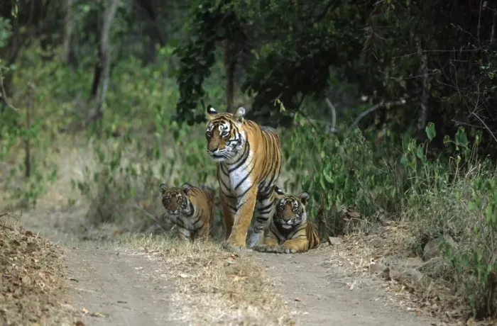 Framed Print : Royal Bengal Tigress with young ones, Ranthambhor National Park, India Framed Print : Royal Bengal Tigress with young ones, Ranthambhor National Park, India