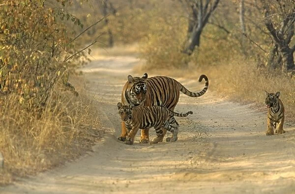 Royal Bengal Tigress with young ones, on dusty track Ranthambhor National Park, India