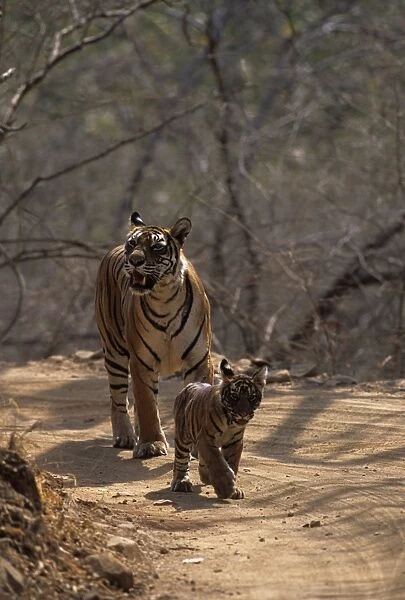 Royal Bengal Tigress & young one - out for a walk. Ranthambhor National Park, India