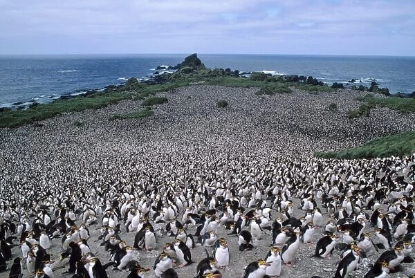 Royal Penguin - colony, showing habitat Hurd point, Macquarie Island
