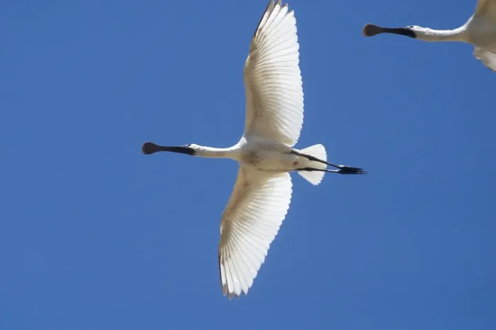 Framed Print : Royal Spoonbill, juvenile - In flight - Found largely across the eastern half of Australia with a few reported from Western Australia. Common in fresh and saline wetlands becoming rare in drier areas of its range where it may be found in billabongs Framed Print : Royal Spoonbill, juvenile - In flight - Found largely across the eastern half of Australia with a few reported from Western Australia. Common in fresh and saline wetlands becoming rare in drier areas of its range where it may be found in billabongs