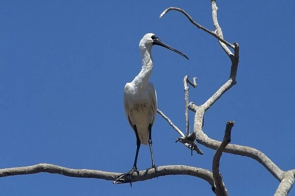 Royal Spoonbill - In tree- Found largely across the eastern half of Australia with a few reported from Western Australia. Common in fresh and saline wetlands becoming rare in drier areas of its range where it may be found in billabongs or sewage