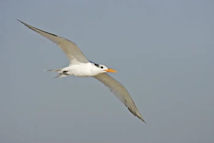 Framed Print : Royal Tern Cape May, New Jersey, USA Framed Print : Royal Tern Cape May, New Jersey, USA
