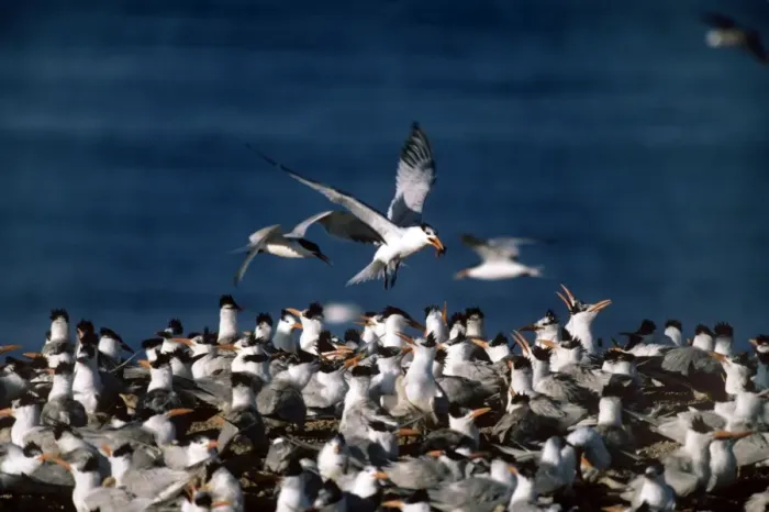 Framed Print : Royal Tern - colony Framed Print : Royal Tern - colony