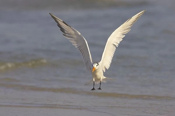 Royal Tern coming in to land. Fort Myers Beach, florida, USA BI001685
