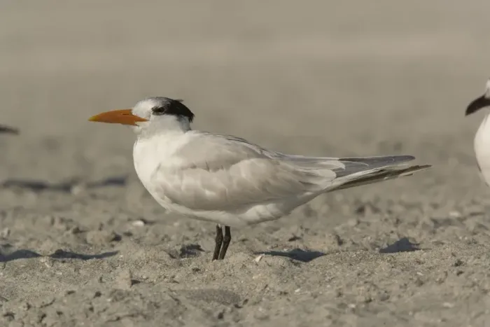 Framed Print : Royal tern, non-breeding plumage Framed Print : Royal tern, non-breeding plumage