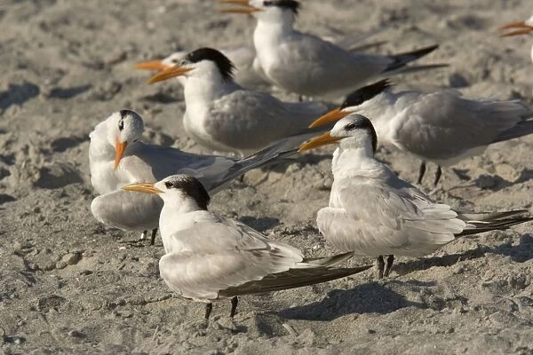 Royal tern, non-breeding plumage. Group on beach