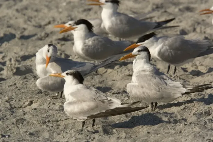 Framed Print : Royal tern, non-breeding plumage. Group on beach Framed Print : Royal tern, non-breeding plumage. Group on beach
