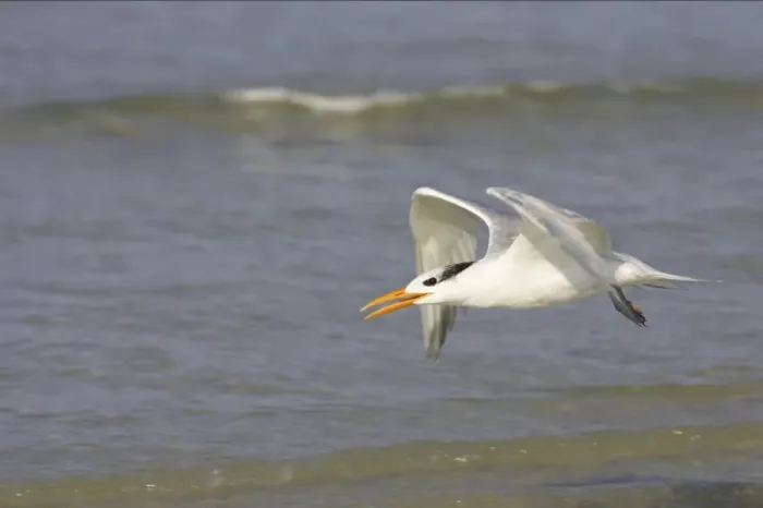 Framed Print : Royal Tern taking off. Fort Myers Beach, florida, USA BI001697 Framed Print : Royal Tern taking off. Fort Myers Beach, florida, USA BI001697