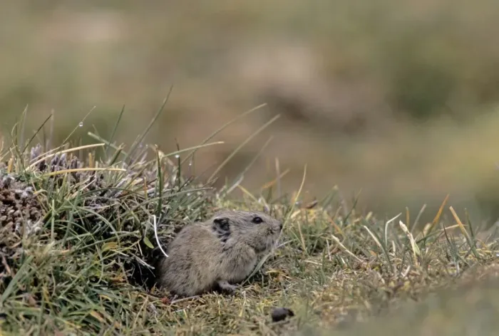 Framed Print : Royle's Vole. Ladakh - Jammu and Kashmir - India. At Yaya Tso at 4, 600 meters Framed Print : Royle's Vole. Ladakh - Jammu and Kashmir - India. At Yaya Tso at 4, 600 meters