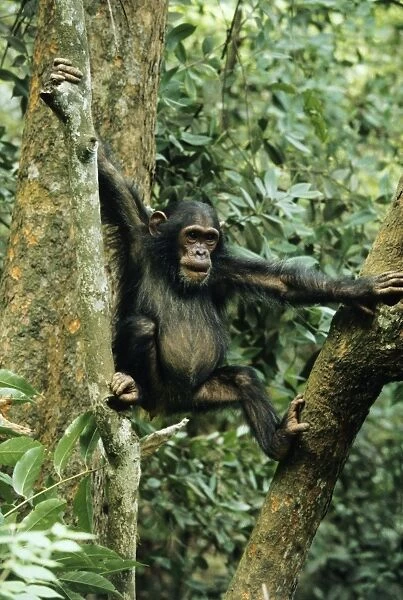 RS-229. Eastern (Long-haired) Chimpanzee