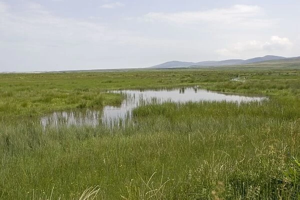 RSPB wetland reserve Loch Gruinart Islay Scotland UK