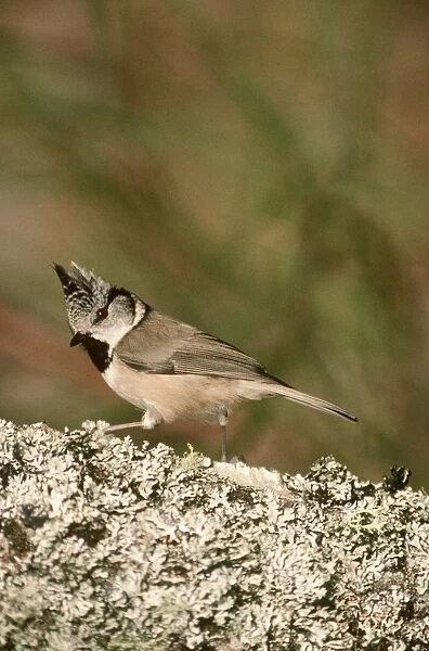 RTS-1842. Crested Tit
