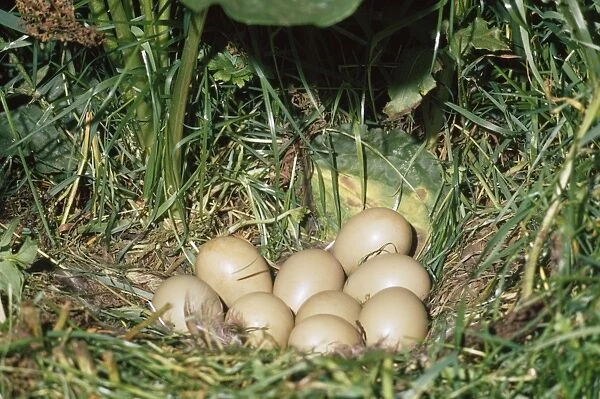 RTS-72. Pheasant - eggs. UK
