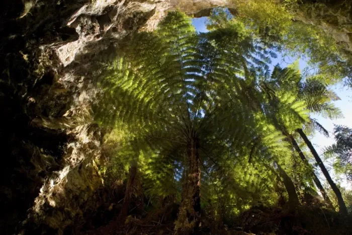 Framed Print : Ruatapu Cave view from the inside of this sacred cave up into the sky and a big tree fern which is thriving inside this protected area Orakei Korako geothermal area, Waikato, North Island, New Zealand Framed Print : Ruatapu Cave view from the inside of this sacred cave up into the sky and a big tree fern which is thriving inside this protected area Orakei Korako geothermal area, Waikato, North Island, New Zealand