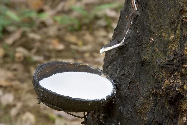 Rubber tapping - a Para Rubber Tree  /  Parawood Rubberwood plantation in a Sumatran tropical rainforest. Once, the trees are 5-6 years old, the harvest can begin: incisions are made orthogonal to the latex vessels