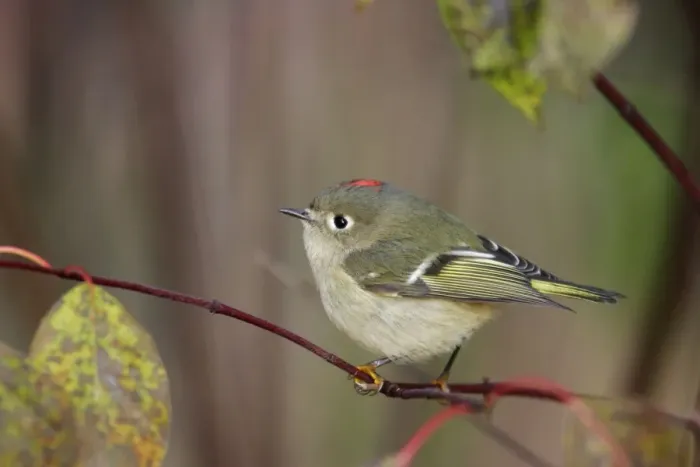 Framed Print : Ruby-crowned Kinglet Framed Print : Ruby-crowned Kinglet
