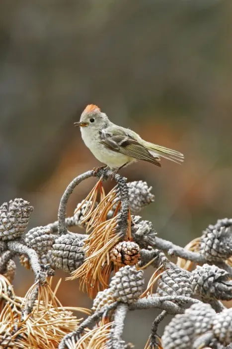 Framed Print : Ruby-crowned Kinglet Framed Print : Ruby-crowned Kinglet