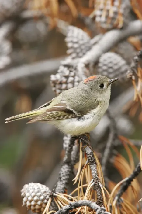 Framed Print : Ruby-crowned Kinglet Framed Print : Ruby-crowned Kinglet