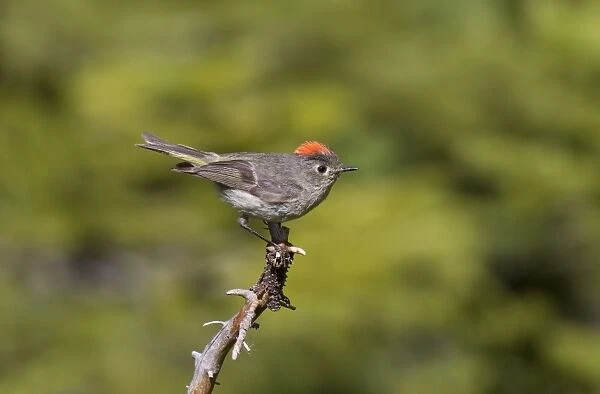 Ruby-crowned Kinglet - adult - July in Wyoming mountains - USA