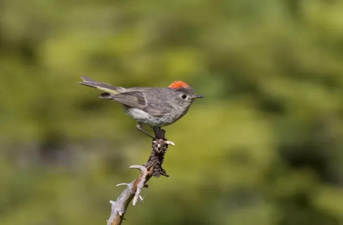 Framed Print : Ruby-crowned Kinglet - adult - July in Wyoming mountains - USA Framed Print : Ruby-crowned Kinglet - adult - July in Wyoming mountains - USA