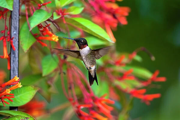 Ruby-throated Hummingbird (Archilochus colubris) hovering Date: 09-09-2020