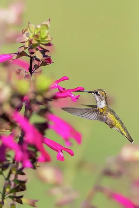 Framed Print : Ruby-throated Hummingbird (Archilochus colubris) at Salvia Fuchsia Rockin Fuchsia (Salvia hybrid) Marion County, Illinois. Date: 26-08-2020 Framed Print : Ruby-throated Hummingbird (Archilochus colubris) at Salvia Fuchsia Rockin Fuchsia (Salvia hybrid) Marion County, Illinois. Date: 26-08-2020
