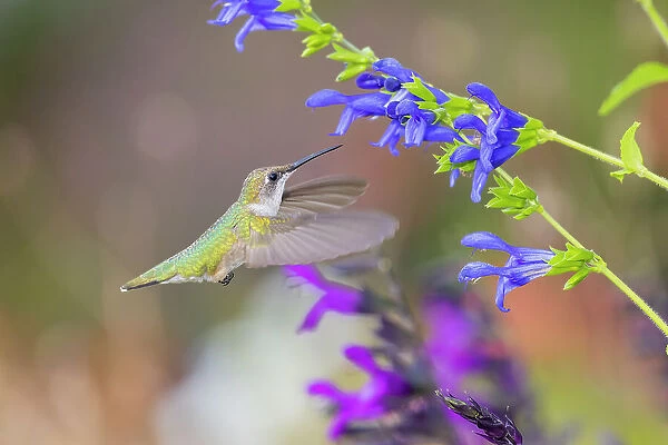 Ruby-throated hummingbird at blue ensign salvia Date: 15-08-2021