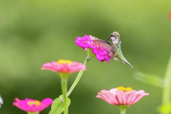 Ruby-throated hummingbird Date: 15-08-2021