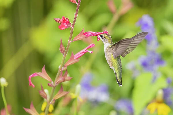 Ruby-throated hummingbird Date: 15-08-2021