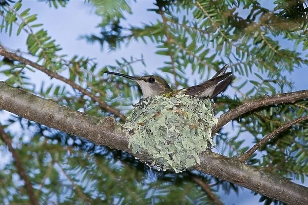 Ruby-throated Hummingbird nest, Archilochus colubris. Maine in July