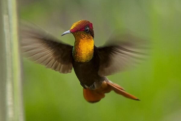 Ruby-topaz Hummingbird hovering Trinidad