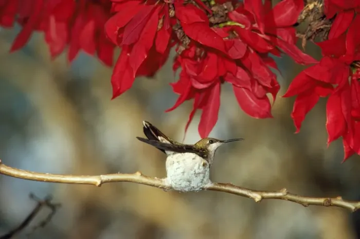 Framed Print : Ruby-topaz Hummingbird - in nest on branch. Amazon, Brazil Framed Print : Ruby-topaz Hummingbird - in nest on branch. Amazon, Brazil