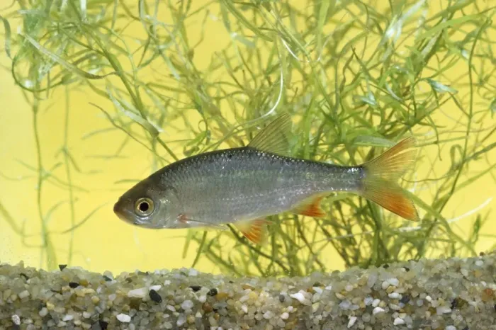Framed Print : Rudd Fish. JLM-4369. RUDD FISH. Scardinius erythrophthalmus