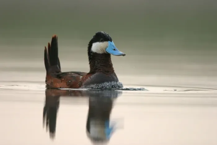Framed Print : Ruddy Duck Framed Print : Ruddy Duck