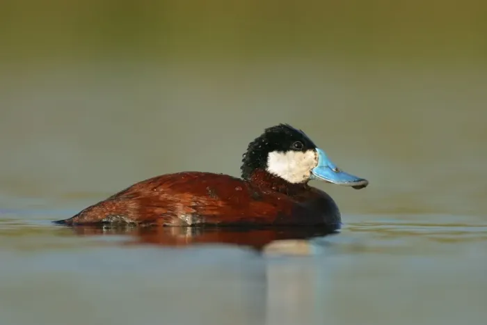 Framed Print : Ruddy Duck Framed Print : Ruddy Duck
