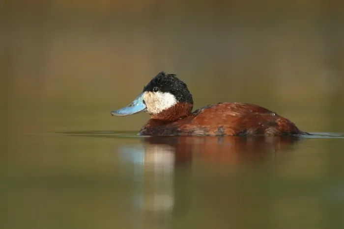 Framed Print : Ruddy Duck Framed Print : Ruddy Duck