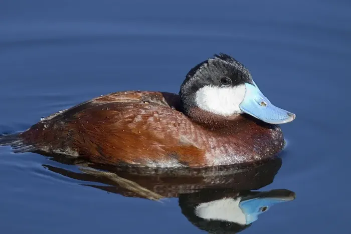 Framed Print : Ruddy Duck - adult male in breeding plumage - March - Arizona - USA Framed Print : Ruddy Duck - adult male in breeding plumage - March - Arizona - USA