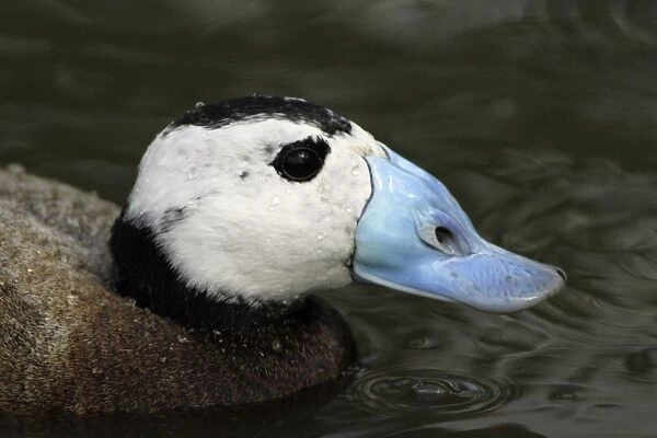 Ruddy Duck-drake, close-up study of head and bill, Washington WWT, Tyne and Wear UK